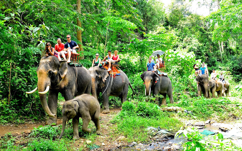Elephant Trekking 40 Min & ATV Adventure 40 Min No Lunch